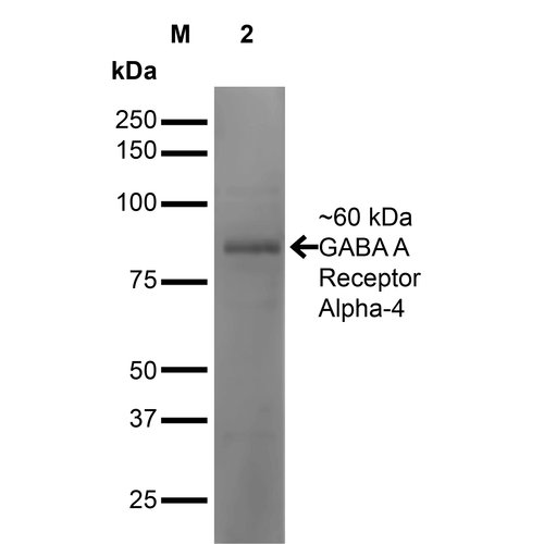 GABRA4 Antibody - Western Blot analysis of Mouse Brain showing detection of ~60 kDa GABA-A-Receptor-Alpha4 protein using Mouse Anti-GABA-A-Receptor-Alpha4 Monoclonal Antibody, Clone S398A-34. Lane 1: MW Ladder. Lane 2: Mouse Brain. Load: 20 µg. Block: 2% GE Healthcare Blocker for 1 hour at RT. Primary Antibody: Mouse Anti-GABA-A-Receptor-Alpha4 Monoclonal Antibody  at 1:1000 for 16 hours at 4°C. Secondary Antibody: Goat Anti-Mouse IgG: HRP at 1:200 for 1 hour at RT. Color Development: ECL solution for 6 min at RT. Predicted/Observed Size: ~60 kDa.