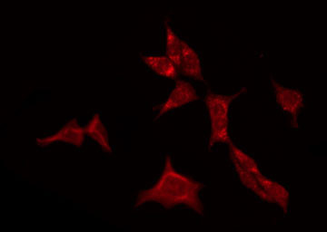 GABRA4 Antibody - Staining HepG2 cells by IF/ICC. The samples were fixed with PFA and permeabilized in 0.1% Triton X-100, then blocked in 10% serum for 45 min at 25°C. The primary antibody was diluted at 1:200 and incubated with the sample for 1 hour at 37°C. An Alexa Fluor 594 conjugated goat anti-rabbit IgG (H+L) Ab, diluted at 1/600, was used as the secondary antibody.