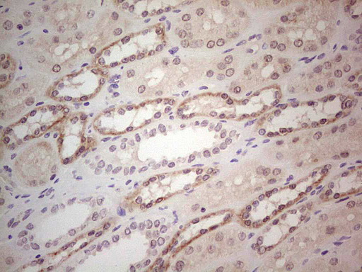 GABRA5 Antibody - Immunohistochemical staining of paraffin-embedded Human Kidney tissue within the normal limits using anti-GABRA5 mouse monoclonal antibody. (Heat-induced epitope retrieval by Tris-EDTA, pH8.0) Dilution: 1:150