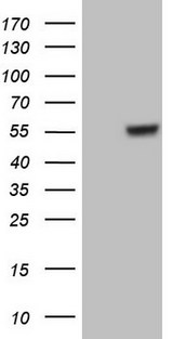 GABRA5 Antibody - HEK293T cells were transfected with the pCMV6-ENTRY control (Left lane) or pCMV6-ENTRY GABRA5 (Right lane) cDNA for 48 hrs and lysed. Equivalent amounts of cell lysates (5 ug per lane) were separated by SDS-PAGE and immunoblotted with anti-GABRA5.