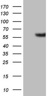 GABRA5 Antibody - HEK293T cells were transfected with the pCMV6-ENTRY control. (Left lane) or pCMV6-ENTRY GABRA5. (Right lane) cDNA for 48 hrs and lysed. Equivalent amounts of cell lysates. (5 ug per lane) were separated by SDS-PAGE and immunoblotted with anti-GABRA5.