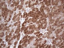 GABRA5 Antibody - Immunohistochemical staining of paraffin-embedded Human pancreas tissue within the normal limits using anti-GABRA5 mouse monoclonal antibody. (Heat-induced epitope retrieval by 1mM EDTA in 10mM Tris buffer. (pH8.5) at 120°C for 3 min. (1:150)