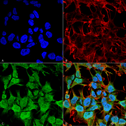 GABRA5 Antibody - Immunocytochemistry/Immunofluorescence analysis using Mouse Anti-GABA-A Receptor Alpha5 Monoclonal Antibody, Clone S415-24. Tissue: Neuroblastoma cell line (SK-N-BE). Species: Human. Fixation: 4% Formaldehyde for 15 min at RT. Primary Antibody: Mouse Anti-GABA-A Receptor Alpha5 Monoclonal Antibody  at 1:100 for 60 min at RT. Secondary Antibody: Goat Anti-Mouse ATTO 488 at 1:100 for 60 min at RT. Counterstain: Phalloidin Texas Red F-Actin stain; DAPI (blue) nuclear stain at 1:1000, 1:5000 for 60min RT, 5min RT. Localization: Cell Junction, Synapse, Postsynaptic Cell Membrane, Cell Membrane. Magnification: 60X. (A) DAPI (blue) nuclear stain. (B) Phalloidin Texas Red F-Actin stain. (C) GABA-A Receptor Alpha5 Antibody. (D) Composite.