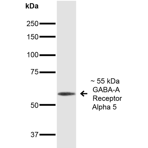 GABRA5 Antibody - Western Blot analysis of Mouse Brain showing detection of ~55 kDa GABA A Receptor Alpha 5 protein using Mouse Anti-GABA A Receptor Alpha 5 Monoclonal Antibody, Clone S415-24. Lane 1: MW Ladder. Lane 2: Mouse Brain. Load: 20 µg. Primary Antibody: Mouse Anti-GABA A Receptor Alpha 5 Monoclonal Antibody  at 1:1000 for 16 hours at 4°C. Secondary Antibody: Goat Anti-Mouse IgG: HRP at 1:200 for 1 hour at RT. Predicted/Observed Size: ~55 kDa.