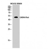 GABRA6 Antibody - Western blot of GABAA Ralpha6 antibody