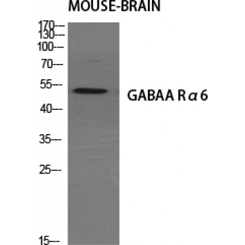 GABRA6 Antibody - Western blot of GABAA Ralpha6 antibody