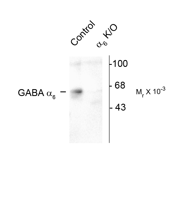 GABRA6 Antibody - Western blot of rat forebrain lysates from Wild Type (Control) and a6-knockout (a6-K/O) animals showing specific immunolabeling of the ~57k a6-subunit of the GABAA-R. The labeling was absent from a lysate prepared from a6-knockout animals.