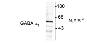 GABRA6 Antibody - Western blot of rat cortex lysate showing immunolabeling of the ~57k a6-subunit of the GABAA-R.