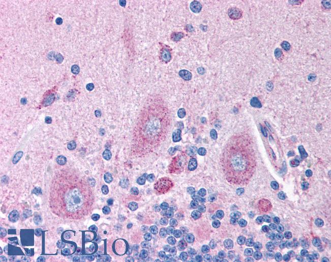 GABRB2 Antibody - Anti-GABRB2 antibody IHC of human brain, cerebellum. Immunohistochemistry of formalin-fixed, paraffin-embedded tissue after heat-induced antigen retrieval. Antibody concentration 5 ug/ml.  This image was taken for the unconjugated form of this product. Other forms have not been tested.