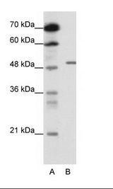 GABRB2 Antibody - A: Marker, B: HepG2 Cell Lysate.  This image was taken for the unconjugated form of this product. Other forms have not been tested.