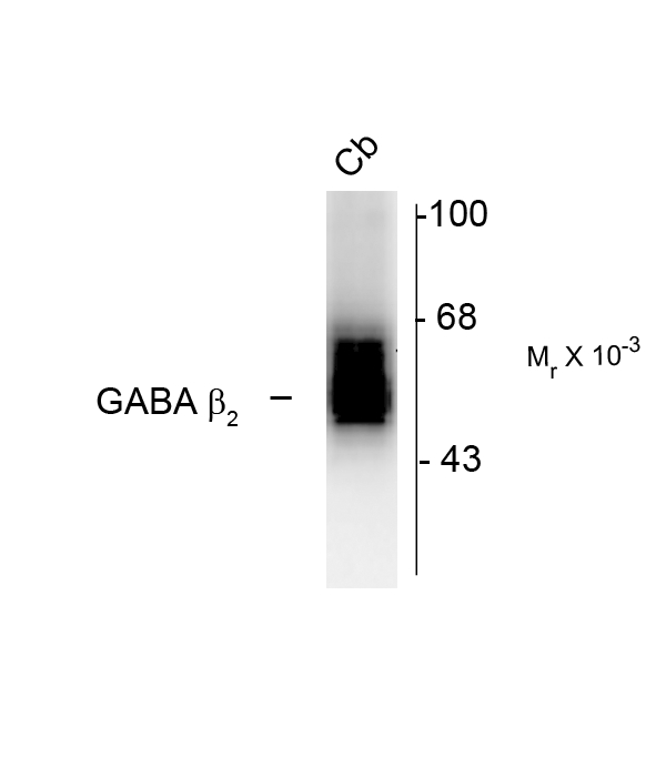 GABRB2 Antibody - Western blot of 7 mg of rat cerebellum (Cb) showing specific immunolabeling of the ~55k beta1-subunit of the GABAA-R.