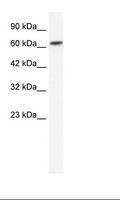 GABRB2 Antibody - Jurkat Cell Lysate.  This image was taken for the unconjugated form of this product. Other forms have not been tested.