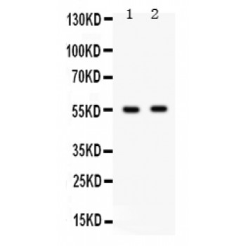 GABRB3 Antibody - GABRB3 antibody Western blot. All lanes: Anti GABRB3 at 0.5 ug/ml. Lane 1: Rat Brain Tissue Lysate at 50 ug. Lane 2: Mouse Brain Tissue Lysate at 50 ug. Predicted band size: 54 kD. Observed band size: 54 kD.