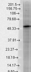 GABRB3 Antibody - Western blot analysis of GABA(A)R Beta3 in rat brain membrane lysates using a 1:1000 dilution of GABRB3 antibody.  This image was taken for the unconjugated form of this product. Other forms have not been tested.