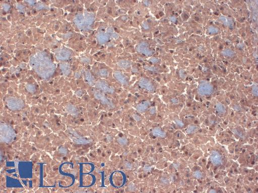 GABRB3 Antibody - IHC analysis of GABA(A)R Beta 3 in frozen sections of mouse brain extract using GABRB3 antibody.  This image was taken for the unconjugated form of this product. Other forms have not been tested.
