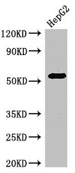 GABRB3 Antibody - Western Blot Positive WB detected in: HepG2 whole cell lysate All lanes: GABRB3 antibody at 2.7µg/ml Secondary Goat polyclonal to rabbit IgG at 1/50000 dilution Predicted band size: 55, 47, 46 kDa Observed band size: 55 kDa