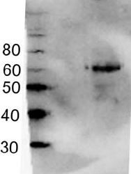 GABRD Antibody - Rat cerebellar lysate