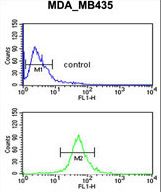 GABRD Antibody - GABRD Antibody flow cytometry of MDA-MB435 cells (bottom histogram) compared to a negative control cell (top histogram). FITC-conjugated goat-anti-rabbit secondary antibodies were used for the analysis.