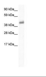 GABRE Antibody - Placenta Lysate.  This image was taken for the unconjugated form of this product. Other forms have not been tested.