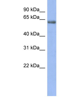 GABRE Antibody - GABRE antibody Western blot of 1 Cell lysate. Antibody concentration 1 ug/ml. This image was taken for the unconjugated form of this product. Other forms have not been tested.