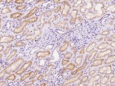 GABRE Antibody - Immunochemical staining of human GABRE in human kidney with rabbit polyclonal antibody at 1:100 dilution, formalin-fixed paraffin embedded sections.