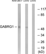 GABRG1 Antibody - Western blot analysis of lysates from LOVO and RAW264.7 cells, using GABRG1 Antibody. The lane on the right is blocked with the synthesized peptide.