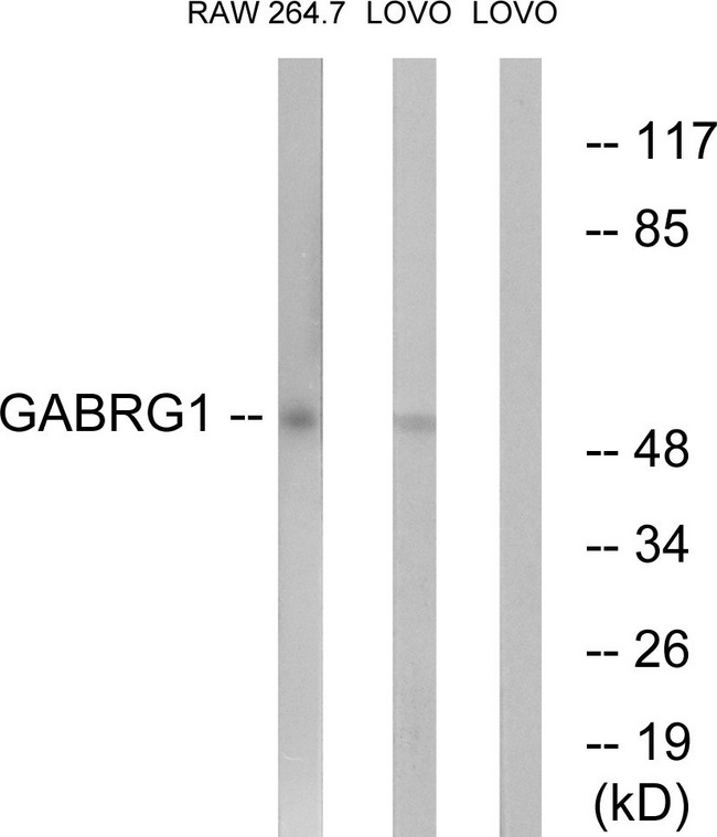 GABRG1 Antibody - Western blot analysis of lysates from LOVO and RAW264.7 cells, using GABRG1 Antibody. The lane on the right is blocked with the synthesized peptide.