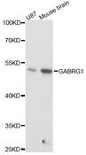 GABRG1 Antibody - Western blot analysis of extracts of various cell lines, using GABRG1 antibody at 1:1000 dilution. The secondary antibody used was an HRP Goat Anti-Rabbit IgG (H+L) at 1:10000 dilution. Lysates were loaded 25ug per lane and 3% nonfat dry milk in TBST was used for blocking. An ECL Kit was used for detection and the exposure time was 10s.