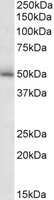 GABRG2 Antibody - GABRG2 antibody (2 ug/ml) staining of Mouse Brain lysate (35 ug protein/ml in RIPA buffer). Primary incubation was 1 hour. Detected by chemiluminescence.