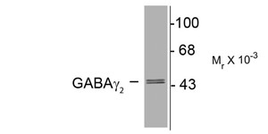 GABRG2 Antibody - Western blot of 10 µg of rat hippocampal lysate showing immunolabeling of the ~46k y2-subunit of the GABAA-R.