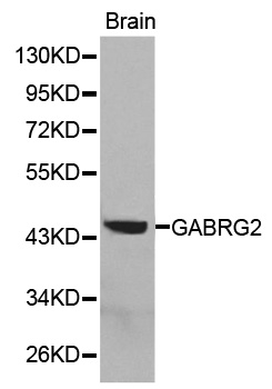 GABRG2 Antibody - Western blot analysis of extracts of brain cell lines, using GABRG2 antibody.