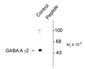 GABRG2 Antibody - Western blot of rat cortex showing specific immunolabeling of the ~45k GABAA alpha 2 protein phosphorylated at Ser327 (control). Immunolabeling is blocked by the phosphopeptide (peptide) used as antigen but not by the corresponding dephosphopeptide (not s
