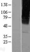 GABRG2 Protein - Western validation with an anti-DDK antibody * L: Control HEK293 lysate R: Over-expression lysate