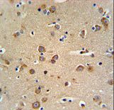 GABRG3 Antibody - GABRG3 Antibody IHC of formalin-fixed and paraffin-embedded brain tissue followed by peroxidase-conjugated secondary antibody and DAB staining.
