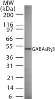 GABRG3 Antibody - Western blot of GABAA Rg3 in 15 ugs of rat brain cell lysate using antibody at 1:1000.