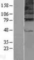 GABRG3 Protein - Western validation with an anti-DDK antibody * L: Control HEK293 lysate R: Over-expression lysate