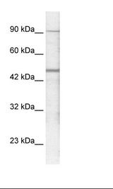 GABRP Antibody - Jurkat Cell Lysate.  This image was taken for the unconjugated form of this product. Other forms have not been tested.