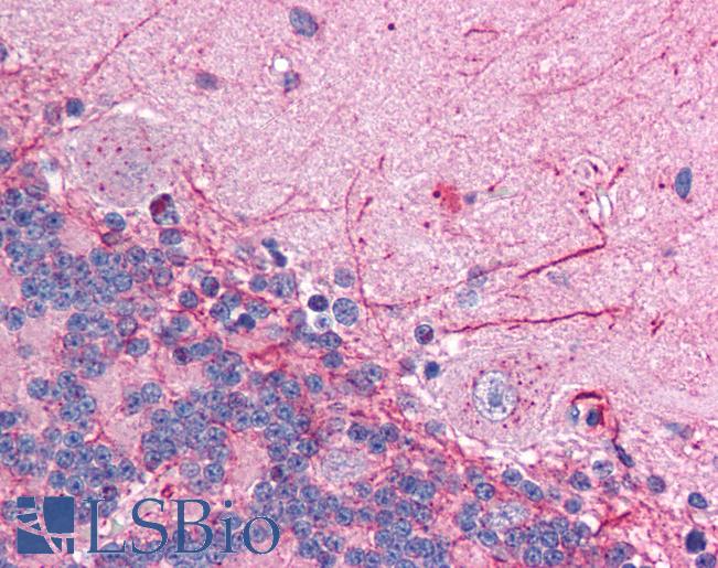 GABRP Antibody - Anti-GABRP antibody IHC of human brain, cerebellum. Immunohistochemistry of formalin-fixed, paraffin-embedded tissue after heat-induced antigen retrieval. Antibody concentration 5 ug/ml.  This image was taken for the unconjugated form of this product. Other forms have not been tested.