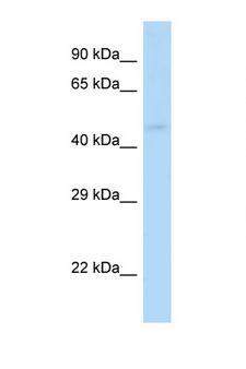 GABRP Antibody - GABRP antibody Western blot of Mouse Kidney lysate. Antibody concentration 1 ug/ml.  This image was taken for the unconjugated form of this product. Other forms have not been tested.