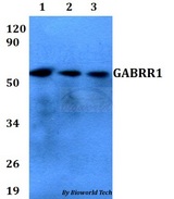 GABRR1 / GABA(A) Receptor rho- Antibody - Western blot of GABRR1 antibody at 1:500 dilution. Lane 1: HEK293T whole cell lysate. Lane 2: Raw264.7 whole cell lysate. Lane 3: PC12 whole cell lysate.
