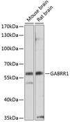 GABRR1 / GABA(A) Receptor rho- Antibody - Western blot analysis of extracts of various cell lines using GABRR1 Polyclonal Antibody at dilution of 1:1000.