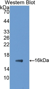 GAD1 / GAD67 Antibody