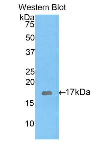 GAD1 / GAD67 Antibody - Western blot of recombinant GAD67 / GAD.  This image was taken for the unconjugated form of this product. Other forms have not been tested.