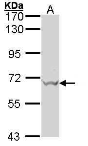 GAD1 / GAD67 Antibody - Sample (30 ug of whole cell lysate). A: Hep G2 . 7.5% SDS PAGE. GAD67 / GAD antibody diluted at 1:500.