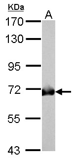 GAD1 / GAD67 Antibody - GAD67 antibody detects GAD1 protein by Western blot analysis. A. 50 ug mouse brain lysate/extract. 7.5 % SDS-PAGE. GAD67 antibody dilution:1:500