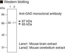 GAD1 / GAD67 Antibody
