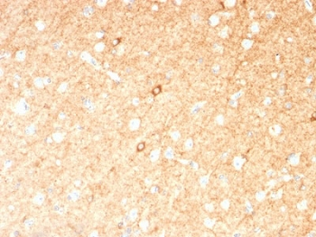 GAD1 / GAD67 Antibody - IHC testing of FFPE human brain with GAD67 antibody (clone GAD1/2391). Required HIER: boil tissue sections in 10mM citrate buffer, pH 6, for 10-20 min.