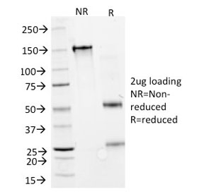 GAD1 / GAD67 Antibody - SDS-PAGE analysis of purified, BSA-free GAD67 antibody (clone GAD1/2391) as confirmation of integrity and purity.