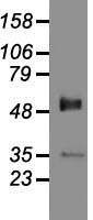 GAD1 / GAD67 Antibody - Western blot analysis of 35ug of cell extracts from human colon adenocarcinoma (HT29) cells using anti-GAD1 antibody.