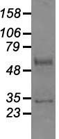 GAD1 / GAD67 Antibody - Western blot analysis of 35ug of cell extracts from Green monkey Kiney (COS7) cells using anti-GAD1 antibody.